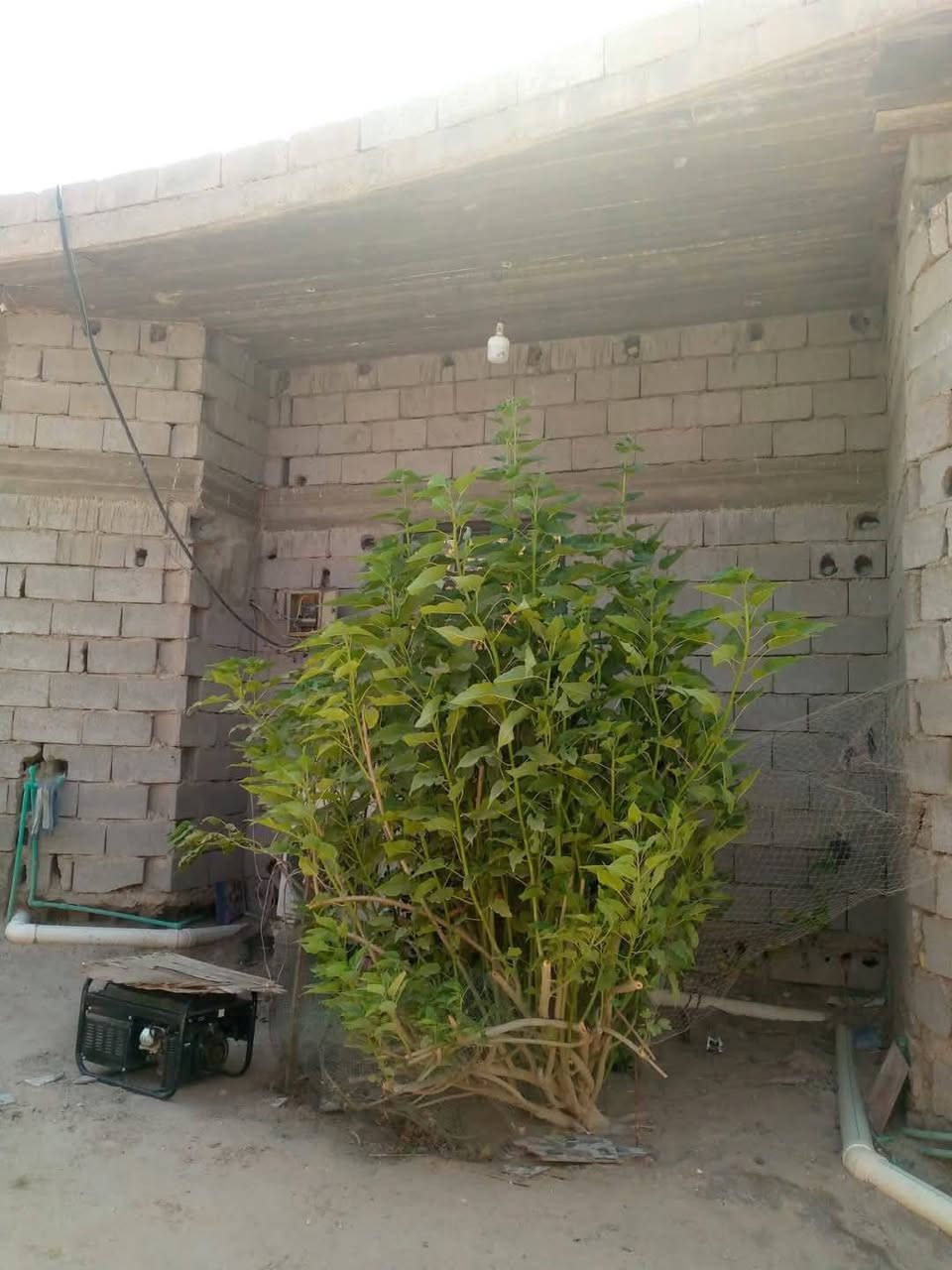 بيت وقف للبيع
قضاء ابي الخصيب طريق الصحراء شارع جامع السيد الشهداء مساحة ٢٨٠ 
متكون من  ثلاث غرف /
ديوانية/ وصالة /ومطبخ  /وصحيات 

للتواصل معي واتساب***********
