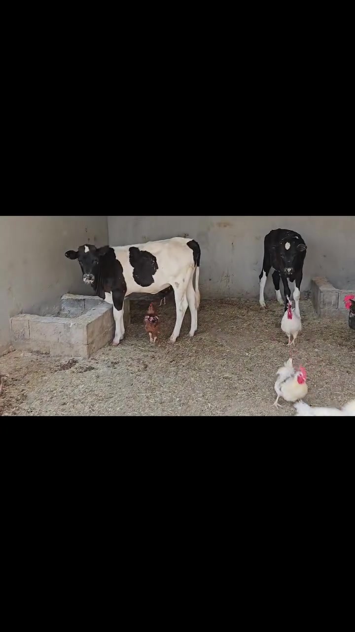 السلام عليكم يوجد حلال للبيع مال ربط كلهن جنس درجه اولى سمنتال وهولشتاين
اسعارهن مناسبة حيل للشراي للأستفسار أكثر أتصل عل رقم وتدلل المكان ناحية الزاب ***********
