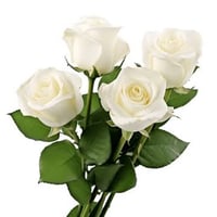 ويترية ٢٠ النجف • عمال تنظيف ٥ النجف • غسل سيارات ٢ بغداد