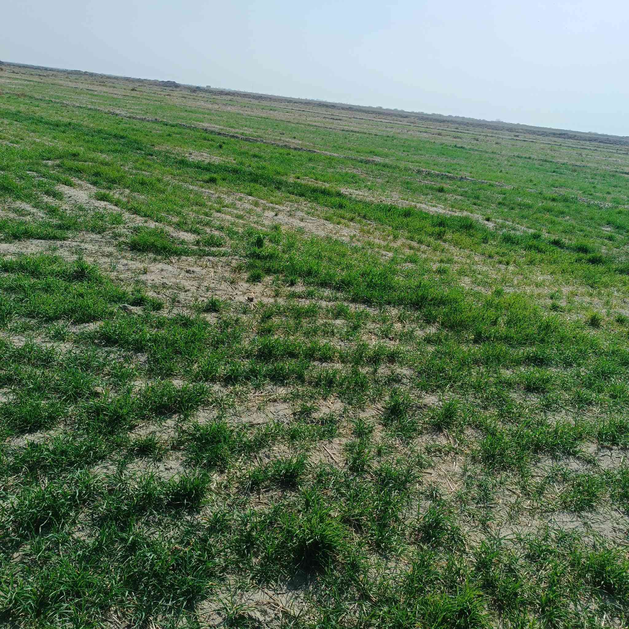 35دونم زرع جاث للبيع
المكان الفجر/العكره 
***********
