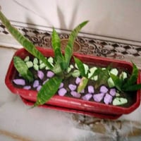 جلد نمر • حجم متوسط • توصيل