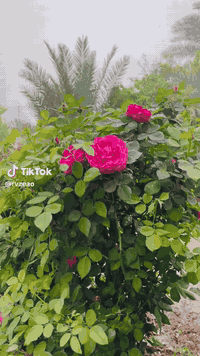 شقة للبيع 100م
نظام شرقي B2 طابق 2
موقع مميز بناية مفتوحه 
الشقة فارغة واصل 37 ونص 
............... ............
شقة للبيع 100م
نظام غربي B3 طابق 6
شقة كولش نظيفه تحتوي على ديكورات واصل 43 ونص 
..... للاستفسار 📞 ***********
