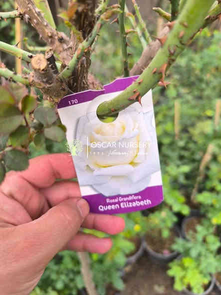 توفر من جديد 
جوري ستاند من مناشئ اوربية 
وبعمر كبير والوان مختلفة 

📍 زورونا في موقعنا:
مشتل الأوسكار – حي الحنانة – شارع نجف _ كوفة
(مقابل غرفة تجارة النجف و فريندز كافيه ومطعم شريف– مجاور متنزه الحنانة العائلي)

🕗 أوقات الدوام:
من 8:30 صباحاً إلى 8:00 مساءً

📞 للطلب والاستفسار:
*********** – ***********
(اتصال / واتساب / مراسلة عبر فيسبوك)
 متوفر دفع  زين  كاش ومتوفر ماستر  

🚗 يتوفر توصيل داخل النجف
موجودين في تطبيق توترز لبعض المواد الزراعية 

أهلاً وسهلاً بكم دائماً في مشتل الأوسكار 🌹🌹🌹
