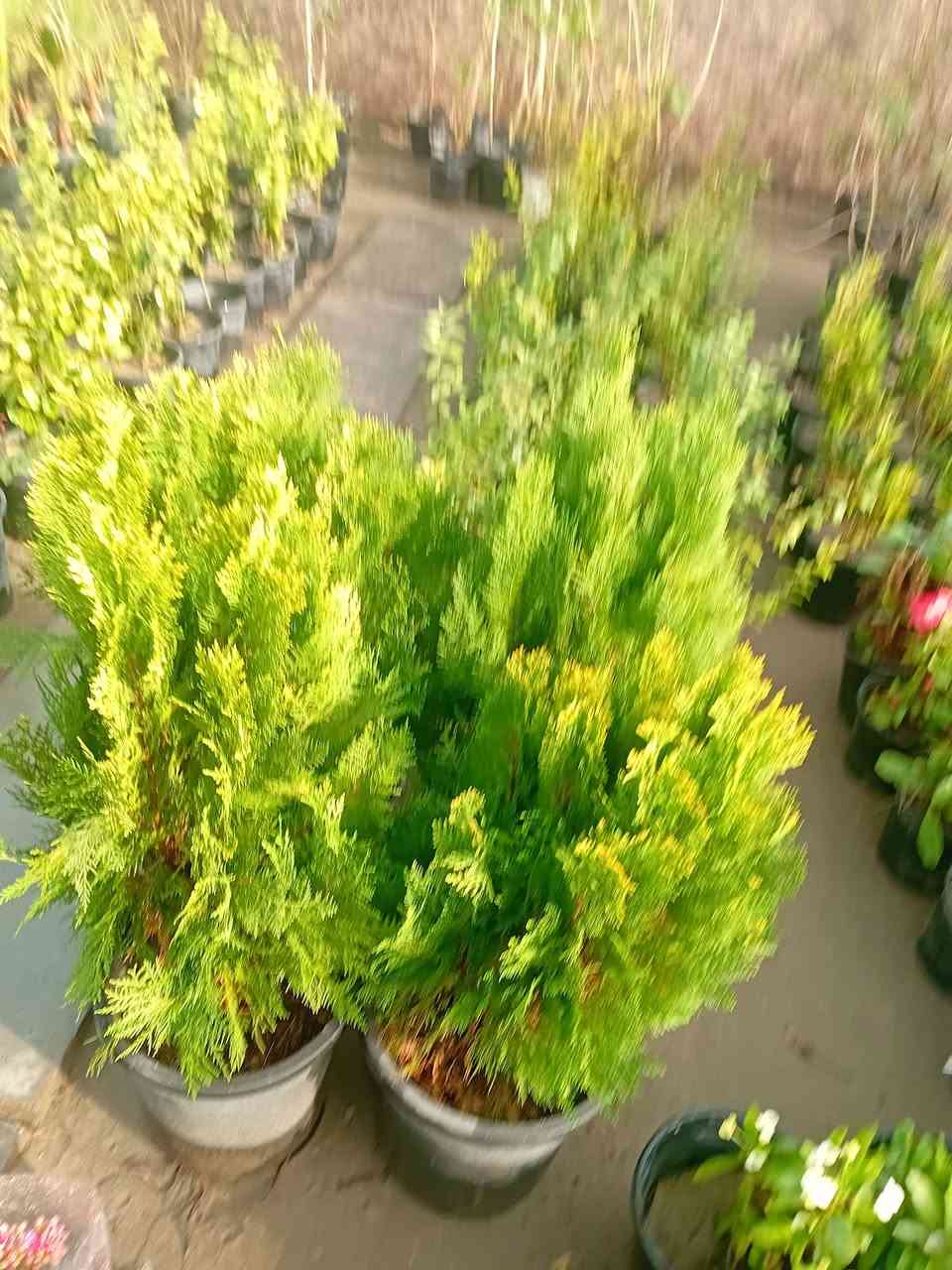 مشتل جنى على شارع العام مقابل جامعه الكوت ويوجد لدينا خدمة


**إذا كنت صاحب هذا الإعلان وتريد حذفه لأي سبب، رجاءا أرسل رسالة إلى الدعم الفني**