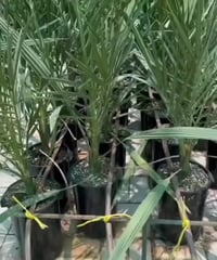 فسائل نخيل نسيجي • خاليه من الامراض • بابل الحلة