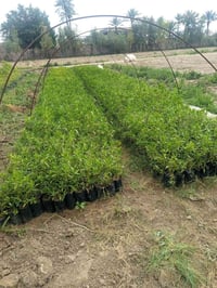 مشتل • كاربس • بابل