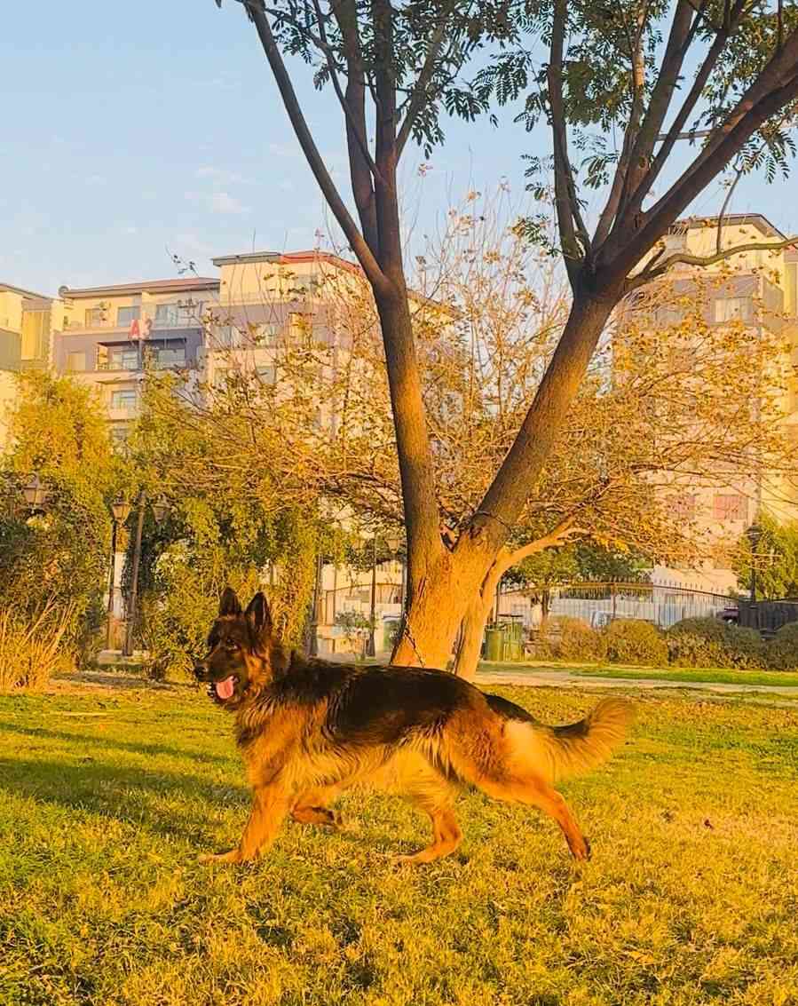 انثى جيرمن عمر سنه طلبه هل ايام سلوب ذيل للكاع وجه قافل الوان نحاسيه حيوانه خشنه لاتصال/***********/***********
