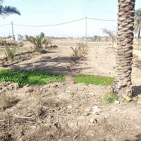 مقابيل • ٢٫٥دنم • بستان