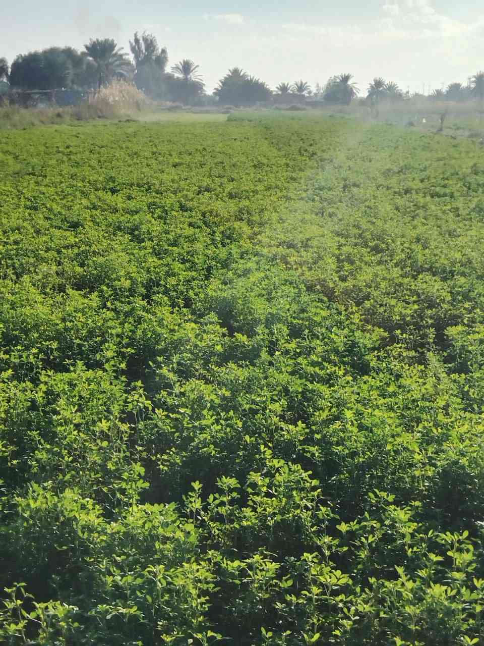 السلام عليكم توجد ارض زراعيه ٣ دوانم للبيع اليوسفية _ بئر الحمام سند ٢٥ قريبه عن الناحية ٥ دقايق مي وكهرباء وقريبه عله التبليط ومشجره ومزروعه كلها جت ونخل واروائي مي بيها واساله  الوجه ٣٠ نزال ٢٥٠ متر
السعر ٧٥ وبيه مجال
التواصل عله الرقم ***********
