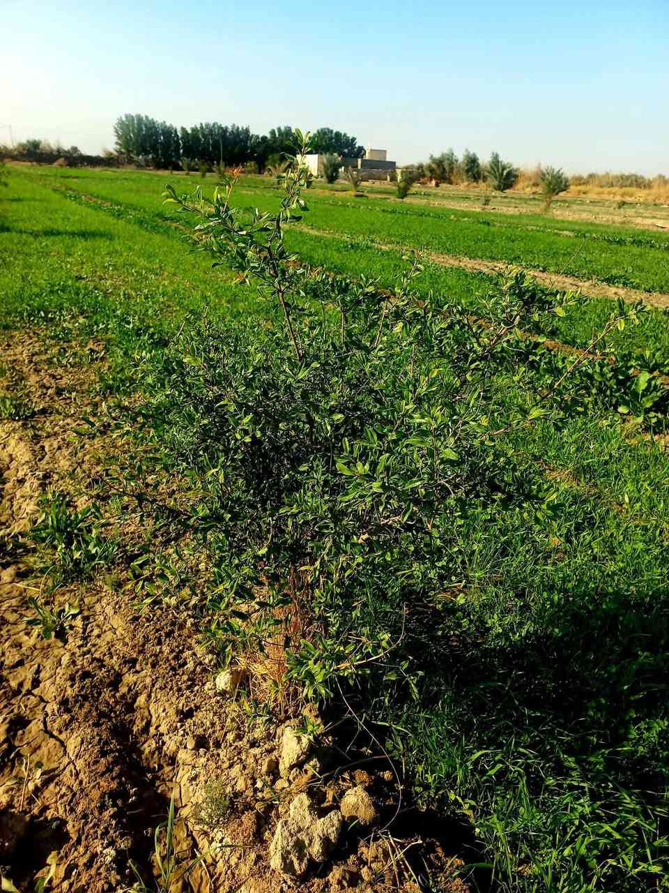 سلام عليكم ورحمة الله وبركاته
أرض زراعية للبيع 
9دونم فيه نخل ورمان مثل ماواضح بصوره 
بيت 4غرف براني 15متر 
كهرباء ماء اساله 
ماء سقي متوفر 
العنوان الديوانية طريق سومر عفك تبعد عن الشارع العام 400 متر طريق رسمي كتف بزل رئسي 

 وأيضاً اقل من كيلو متر تقريباً متوفرة اسواق 
ومستوصف صحي صيدلايات 
ومدارس بتدائية متوسطه واعدادية
***********
