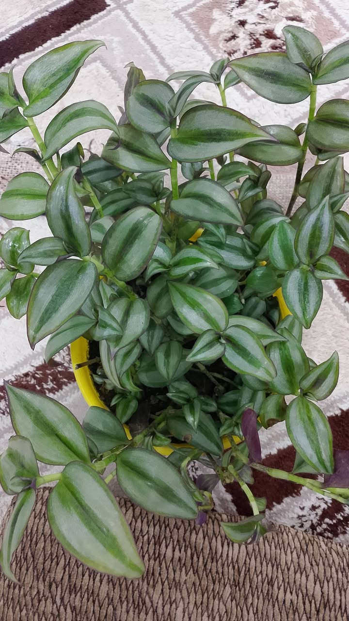 اجمل نباتات الضليه بأنسب الاسعار
يوجد لدنيا خدمه توصيل لجميع المناطق ٣ الف فقط 
لل استفسار مراسلة الصفحه


**إذا كنت صاحب هذا الإعلان وتريد حذفه لأي سبب، رجاءا أرسل رسالة إلى الدعم الفني**