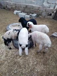 طليان فحله 5 بيع شلع ((مليون 40))قفل توصيل مجانا 07814994286 واتساب في...