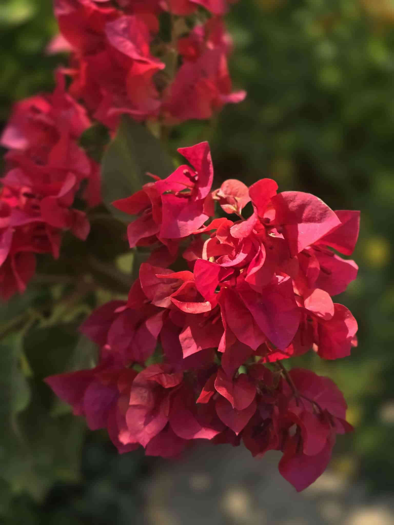 السلام عليكم اهلنا
توفرت شتلات جهنمي متسلق الوان نادرة
الشعله الذهبيه ٥الى ٧ الوان ارتفاع مترين مزهرة 
الاحمر الدموي ارتفاع من متر ونص لل مترين 
البنفسجي ارتفاع متر ونص 
وتوجد جميع النباتات الخارجيه نباتات الزينه والمثمرة 
للاستفسار مراسله الصفحه او الاتصال ***********وات ساب 
ملاحظه التوصيل داخل المحاويل مجان
