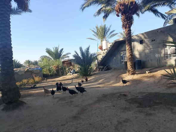 السلام عليكم
للبيع....
بستان +بيت
 المساحة 3260 مربع 
مساحه البيت ٣٥٠ م
زراعي بناء مرتب حديث بلوك
طابق واحد يتكون من ٥ غرف صحيات داخليه وخارجيه
نخل مثمر عدد ٣٠ نخله حديقه اماميه للبيت
عقد ١١٧ بستنه بي معامله تطويب ماشيه
على نهر دجله يبعد عنه ١٠٠ متر
ويبعد عن شارع التبليط ١٠٠ متر
يمه مدرسه ومسوصف وخدمات كامله
دواخل البيت جدآ نضيف وجديد
واليحب يتفضل ادزله فديو للبيت

المكان النعمانيه الكراده
السعر ٧٥
موقع ممتاز
للأستفسار***********
***********
