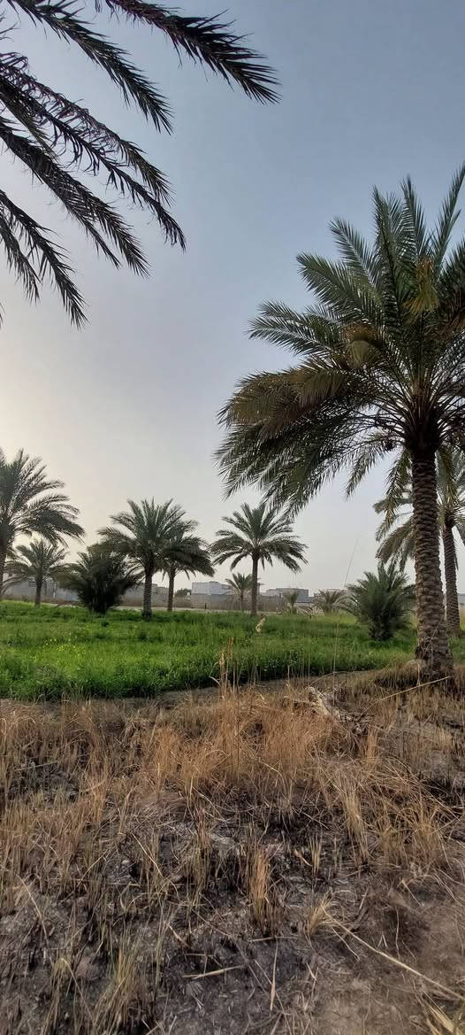 السلام عليكم 
3 دوانم ونص دونم للبيع  السعر ٣٥٥ للدونم الواحد وبيه مجال بسيط تنباع دونم ونص دونم
طابوا سند 25
الواجهه ٧٠ نزال ١٠٠_١٢٠
تبعد عن التبليط ٤٠٠ متر تقريبا 
الحر الصغير شارع مستوصف الحر الصغير بنزله الترابي الطريق الترابي الها تقريبا ٦ مترات
للاستفسار اكثر خاص او على الرقم 
***********
