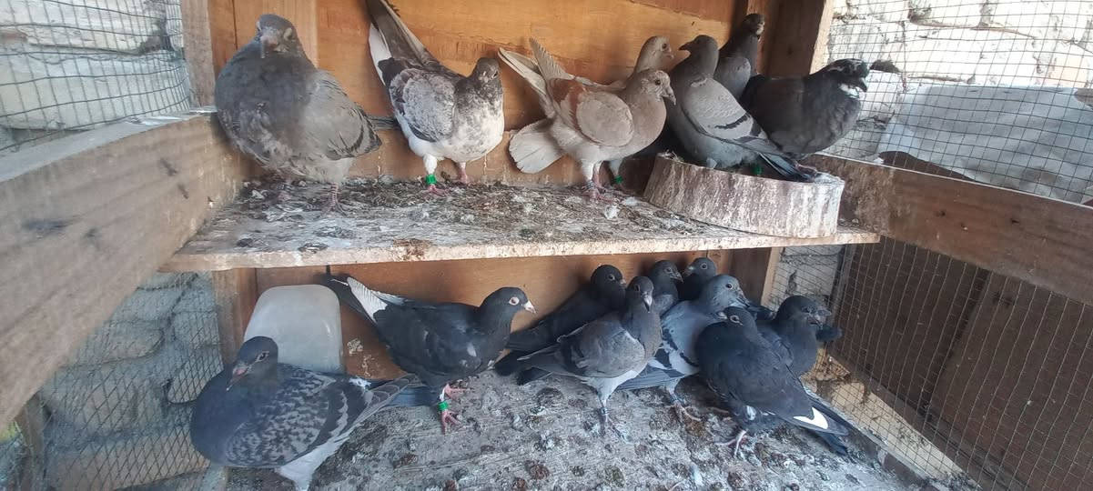 من رخصت مدير القروب فرخات زواجل للبيع ٨ازواج الزوج١٥الف محلقات الرقم ***********
