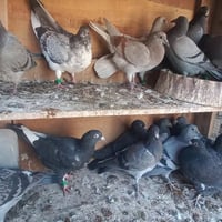 فرخات زواجل • ٨أزواج • محلقات