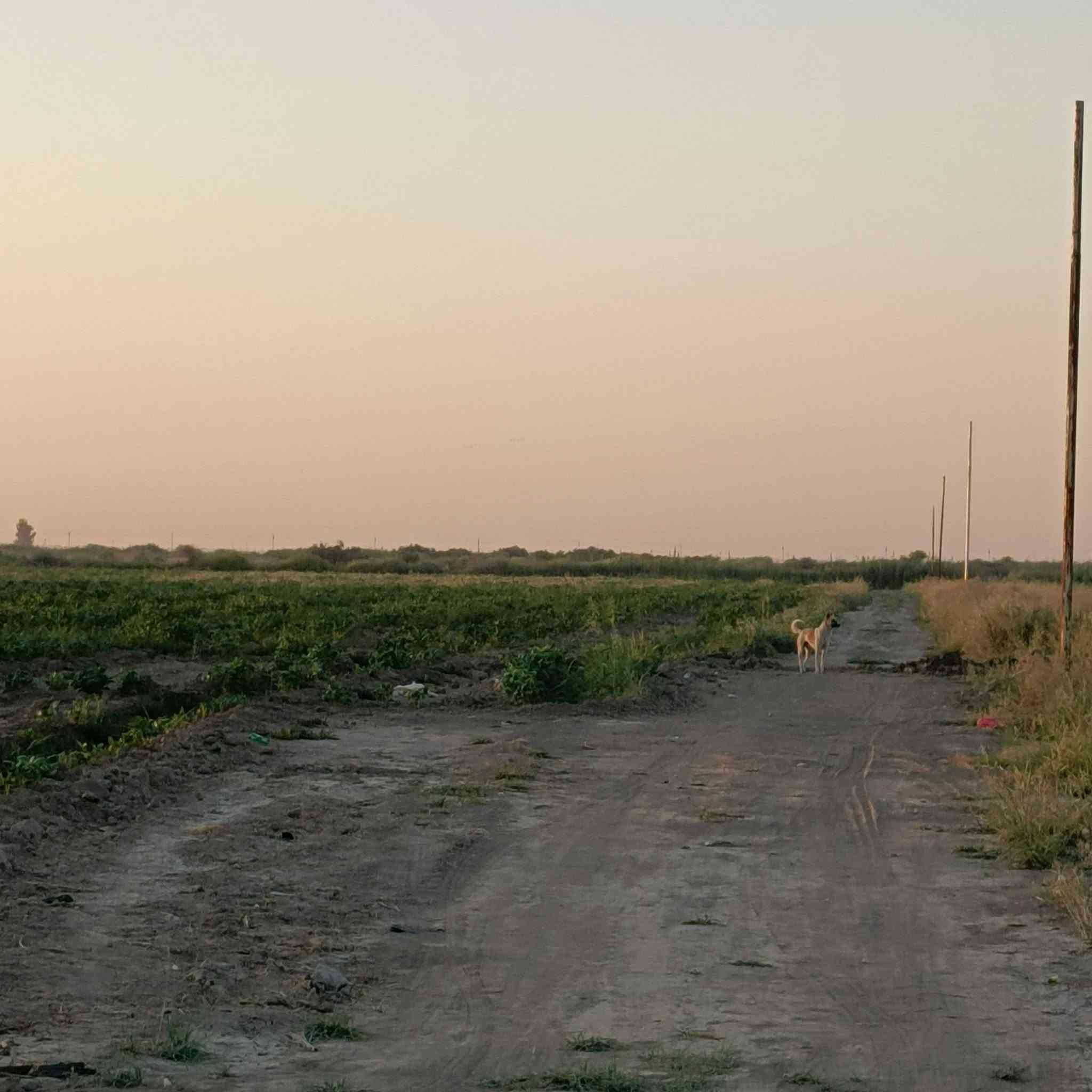 سلام عليكم ٣دونم للبيع طابو زراعي سند ٢٥كافة الخدمات واسط العزيزيه الدير ***********   ***********
