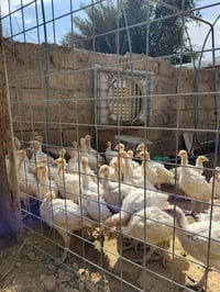 افراح شيش • كيلو ونص • عمر شهرين