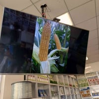 بذور ذره تركيه عاليه الجوده وجوده في المحصول مغلف الواحد يحتوي ع 50.00...