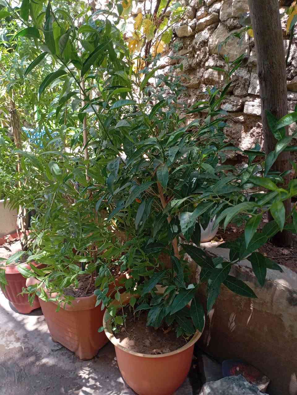 نباتات للبيع خابرني تدلل اسعار مناسبه***********
