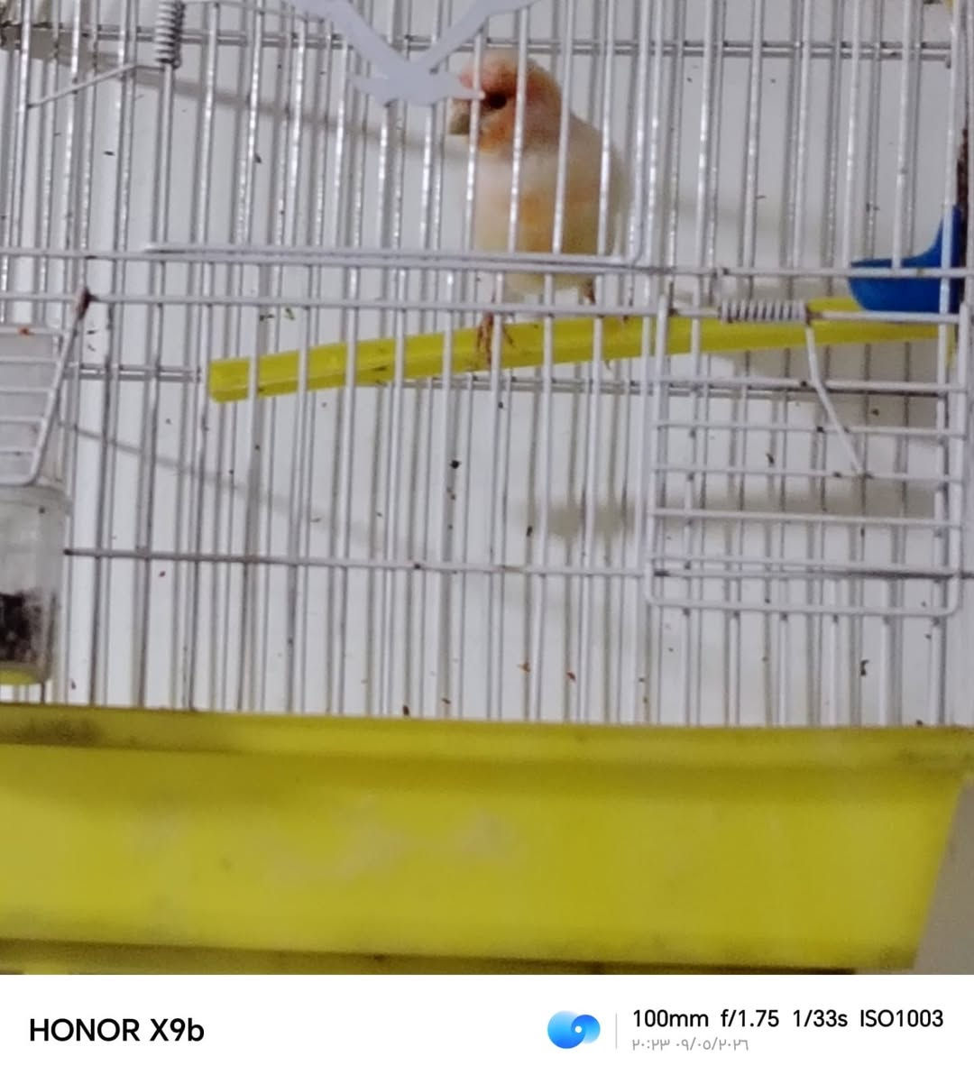 كناري تغريده فول مواصفات والفيديو يحجي عنه وطيور حب زوج هاجرمو وزوجين عاديات واحد مفرد للبيع كربلاء حي السلام @إشارة


**إذا كنت صاحب هذا الإعلان وتريد حذفه لأي سبب، رجاءا أرسل رسالة إلى الدعم الفني**