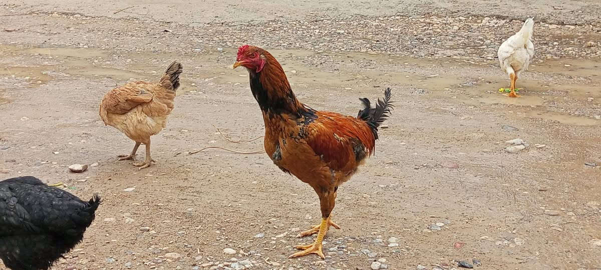 دووکەڵشیر زۆر جوان کیشی 4کیلوو ڕووعبیک ژم ***********
