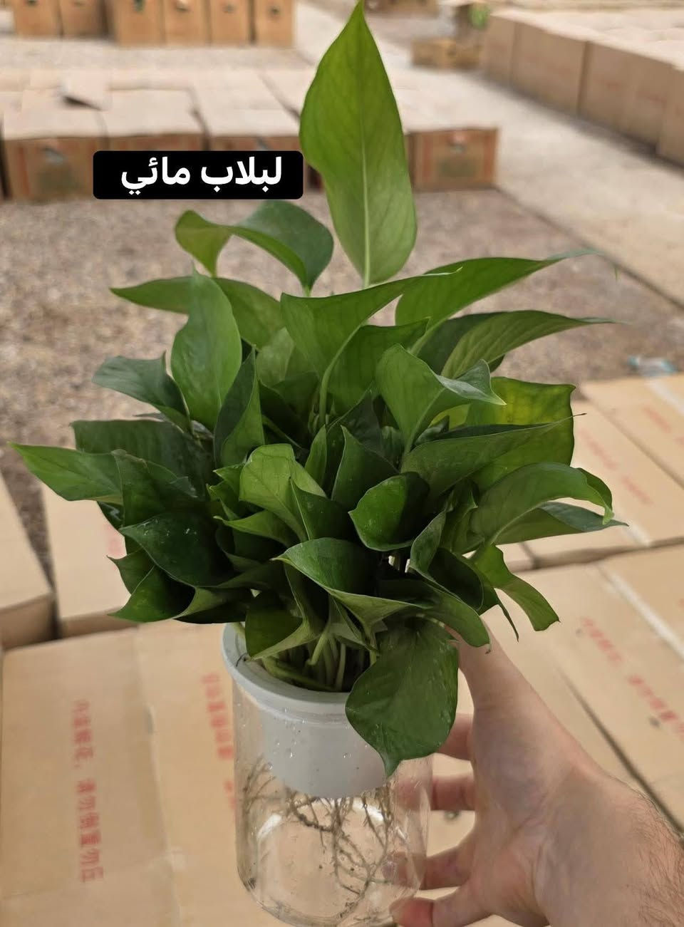 🌿 حوّل بيتك إلى واحة من الراحة.. أفضل النباتات الظلية للمبتدئين! 🏠✨
هل تبحث عن لمسة طبيعية تُغير شكل غرفتك وتُحسن حالتك المزاجية؟ النباتات الظلية ليست مجرد ديكور، بل هي رئة إضافية لبيتك وتساعد في تنقية الهواء وتقليل التوتر. 🧘‍♂️💚
إليك قائمة بأجمل وأسهل النباتات التي يمكنك البدء بها:
1️⃣ نبات جلد النمر 

 * لماذا تختاره؟ "النبات الذي لا يموت بسهولة". مثالي للمبتدئين لأنه يتحمل قلة الإضاءة والعطش لفترات طويلة.
 * فائدته: رائع في تنقية الهواء من السموم ليلاً.
2️⃣ نبات البوتس 
 🌱
 * لماذا تختاره؟ نبات متسلق سريع النمو، يعطي مظراً جمالياً رائعاً عند وضعه على الأرفف العالية.
 * فائدته: سهل الإكثار، يمكنك أخذ "عقلة" منه ووضعها في الماء لتنمو من جديد.
3️⃣ نبات الزاميا 
 💎
 * لماذا تختاره؟ يتميز بأوراقه الخضراء الداكنة واللامعة التي تبدو وكأنها مصنوعة من الشمع.
 * فائدته: صبور جداً ويتحمل الأماكن التي تفتقر للإضاءة الطبيعية.
4️⃣ زنبق السلام 

 * لماذا تختاره؟ لمحبي الزهور، فهو ينتج زهوراً بيضاء أنيقة وجميلة.
 * فائدته: يخبرك بنفسه متى يحتاج للماء (تذبل أوراقه قليلاً لتنبهك)، وبمجرد سقيه يعود للحياة!
✨ نصائح سريعة للعناية بنباتاتك:
 * الإضاءة: النباتات الظلية تحب الضوء "غير المباشر" (بجانب النافذة مثلاً).
 * الري: القاعدة الذهبية هي (لا تسقِ النبات إلا إذا جفت التربة)، كثرة الماء هي العدو الأول للجذور.
 * النظافة: امسح الغبار عن الأوراق بقطعة قماش مبللة لتسمح للنبتة بالتنفس.
💬 وأنت.. ما هي نبتتك المفضلة في المنزل؟ شاركنا صورتها في التعليقات لنستمتع بجمالها! 👇
#نباتات_ظلية #ديكور_منزلي #طبيعة #زراعة_منزلية #نباتات_داخلية #GreenHome
هل ترغب في تعديل أي جزء؟
أستطيع تخصيص المنشور أكثر إذا كنت تريد التركيز على:
 * نباتات معينة بالأسماء.
 * نصائح لعلاج مشاكل النباتات (اصفرار الأوراق مثلاً).
اي استفسار اتواصل معنا واتساب 
***********
او زياره مشتلنا
 النجف الاشرف المناذره قرب مطعم وحدائق الساقي
