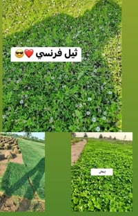 ترتيب حدايق • قص شجر • تنسيق حدايق