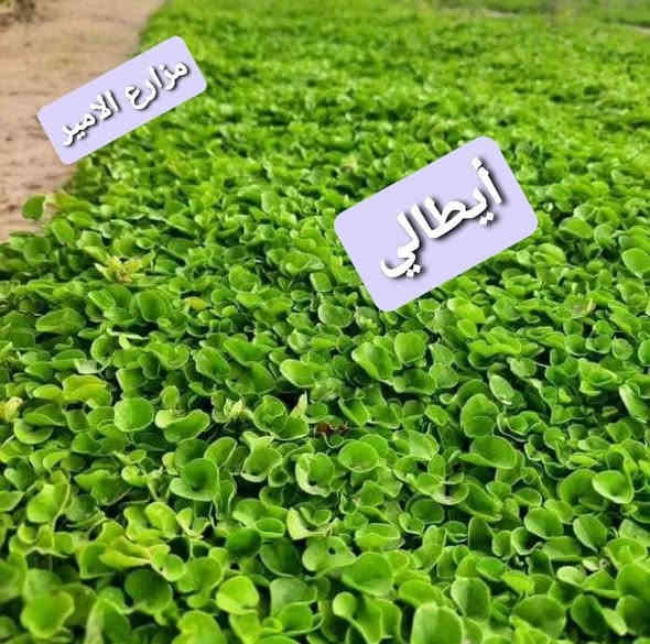 تخفضيات لفترة محدودة (بأسعار مناسبه وتنافسيه ) ✨❤️

انتاج خاص بمزارعنا
حيث الجودة والسعر المناسب 

☘ثيل هندي طبيعي نوعية ممتازة🍀 مناسب للاستخدام في ( المنازل🌳_ الحدائق🌳_ الملاعب🌳_ الدوائر🌿) 

#انتاج_خاص #شكل_مثالي  #سعر_تنافسي

✨ سعر المتر يختلف للكميات الكبيرة ✨

يوجد خدمة توصيل لجميع محافظات العراق 

#ملاحظة : التوصيل مجاني ❤️

(مستعدون لتجهيز الحدائق المنزليه و الملاعب الرياضيه و المنتزهات و الدوائر الحكومية بكادر مختص مميز يجيك لباب بيتك #بأسعار #تنافسيه )
🍁لمعرفة سعر المتر المربع التعليق ب "تم" سوف تصلك رساله 
🍁للاتصال او الاستفسار  متوفر مفتوح طوال اليوم
*********** اتصال
***********واتساب
*********** اتصال
