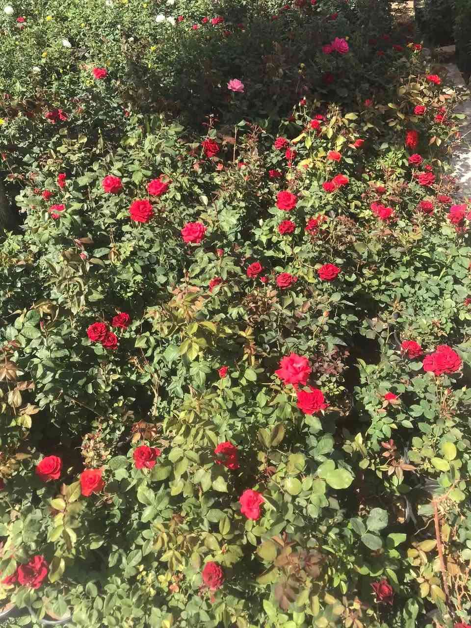 السلام عليكم وصول وجبة جديدة من الورود الخارجية. والظليات الهولندية الى مشتل زهور الحاج يونس الامين الثانية شارع النواب الضباط تقاطع الزهور مجاور عادل الخطاط


**إذا كنت صاحب هذا الإعلان وتريد حذفه لأي سبب، رجاءا أرسل رسالة إلى الدعم الفني**