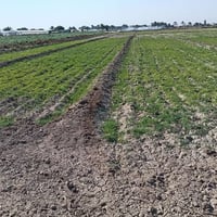 اليوسفيه بغداد • ٥ دوانم • طابو زراعي