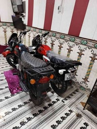 بوكسر • فحل • ٢٠٢٣