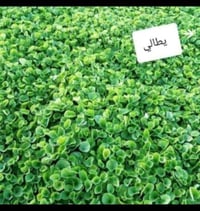مع بداية الموسم الجديد ٢٠٢٦ يسرنا ان نوفر لكم الثيل الطبيعي عالي جوده ...