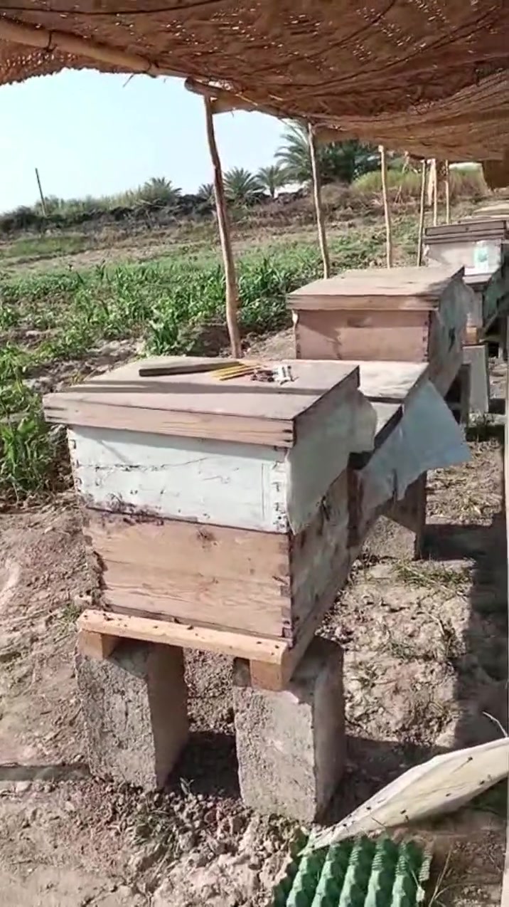 🍯 عسل طبيعي 100% مضمون
منحل جمال ابو سامر
إذا تبحث عن عسل أصلي فرز مال هذا الشهر جديد وصافي بدون أي إضافات، نوفر لك أفضل جودة وبسعر مناسب 👌

✅ عسل طبيعي 100%
✅ السعر: 15🍯صغيرة🍯25 وسط🍯35 كبيرة
✅ توصيل 
✅ ضمان جميع أنواع الفحص + فحص مختبري 🔬

📍 متوفر في:
حي الجهاد 
***********
📞 للحجز والاستفسار:

لا تفوّت الفرصة، الكمية محدودة 🔥
