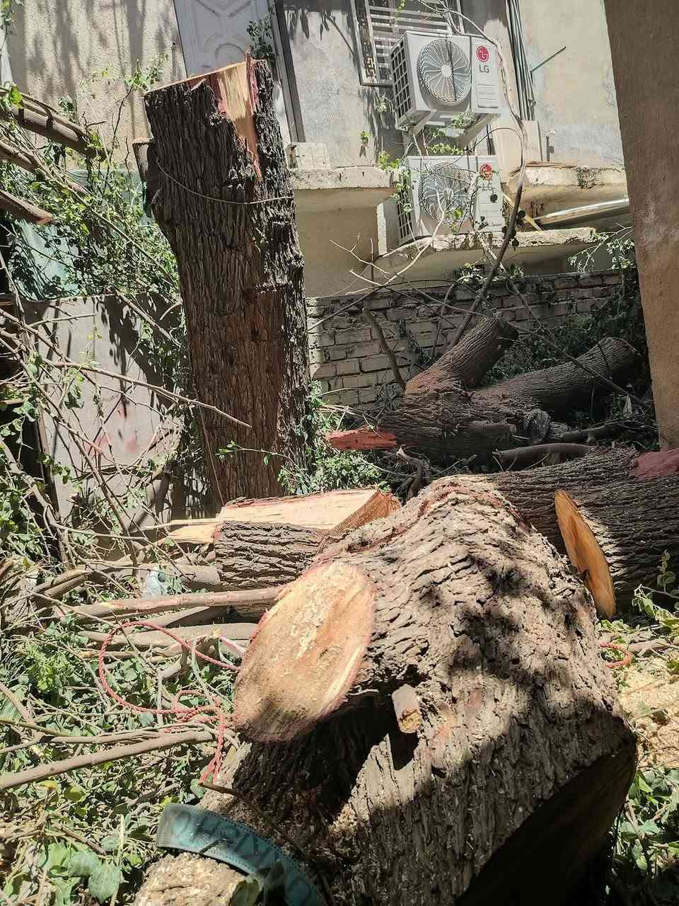 جاهزون لقطع الأشجار والنخيل العالقة بالاسلاك الكهربائية والعملاقة والصعبة بكادر متخصص للاتصال ***********
 الجميع الجميع الرقام التاليه يوجد وادساب
