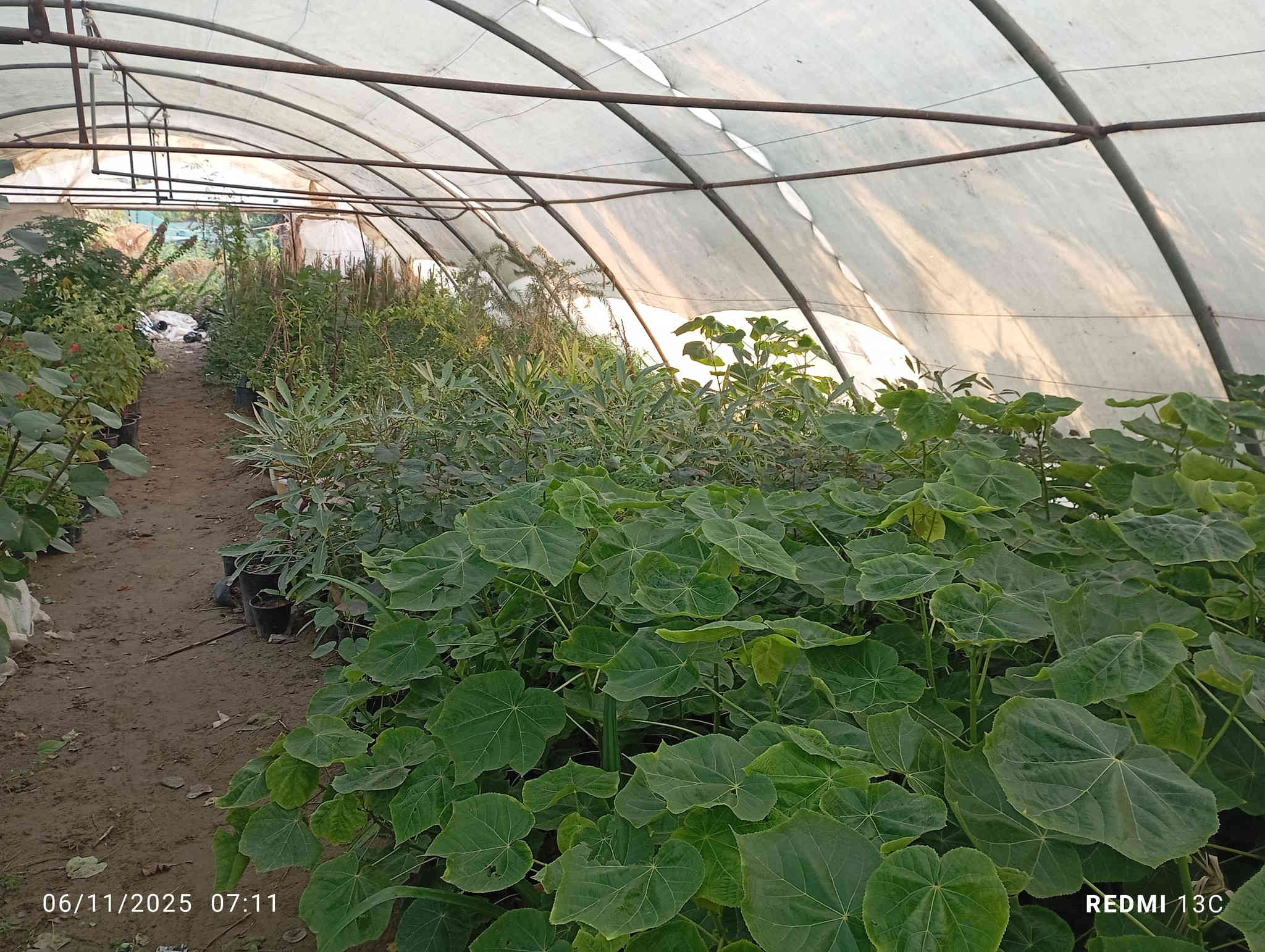 على بركة الله توفرت شتلات الثريا لاصحاب المشاتل والمزارع ارتفاع مترين ونص الى متر  محرك وجاهز للاستفسار ***********
