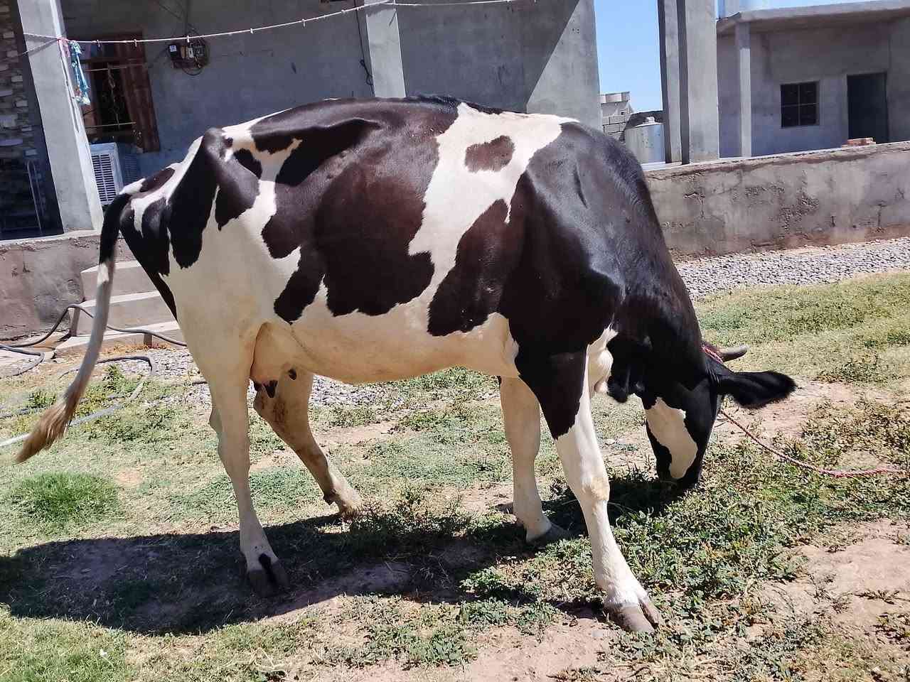 السلام عليكم للبيع هايشه رغوث ستراليه خشنه فول تحلب خير من الله وراها حولي السعر 3200 وبيها مجال لطيبين ***********
