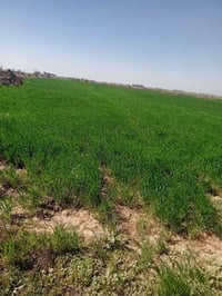 أرض زراعية للبيع 40 دونم متوفر ماء تبعد عن الشارع العام 400 متر مع قطا...