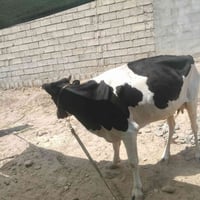 للبيع • مكلف • اتصال