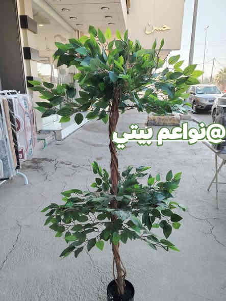 اشجار صطناعيه بموديلات مختلفه يعطي منظر جميل وراقي 
توت توت تعالي النواعم بيتي كلشي موجود😜🤪😋
🧿﷽ 🧿
#نواعم بيتي المواد المنزليه
بضاعة جديدة ومنوعة موديلات واشكال مختلفة راقية وأنيقة ومفيدة جدا تجدونها في نواعم بيتي  
العنوان / العزيزية شارع سيد عزي مجاور علي العتبي للذهب عمارة احمد صبر
يتوفر لدينا خدمة توصيل داخل العزيزية مجاناً 
توصيل لكافة محافظات العراق

👌للحجز ارسال صورة المنتج ورقم الهاتف 
الحجز مراسلة الصفحة أو الاتصال على الرقم ***********\*********** 
🏠الدوام من الساعة التاسعة صباحاً  لغاية الساعة التاسعة ليلآ
اسعارنا تنافسية ومخفظة جداً ....ويدللون 😁😃
نواعم بيتي #تسوق #ترند#تسوق
