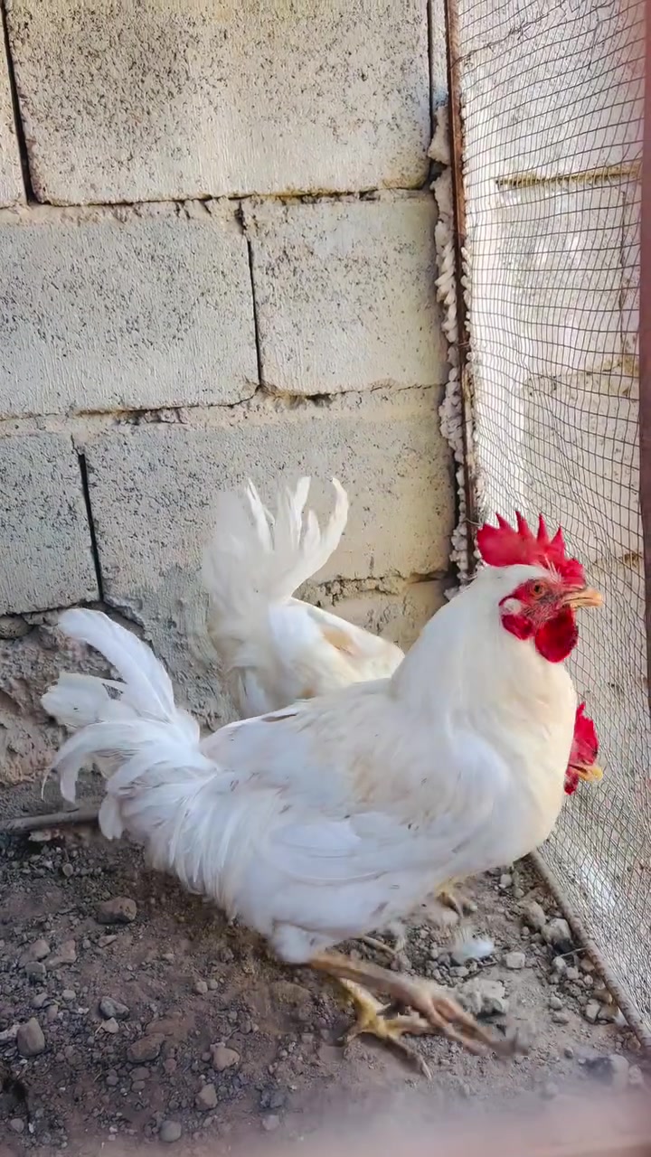 ديوكه عرب لون ابيض زوج مكان الدور


**إذا كنت صاحب هذا الإعلان وتريد حذفه لأي سبب، رجاءا أرسل رسالة إلى الدعم الفني**
