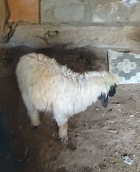230طوريج 07718031937