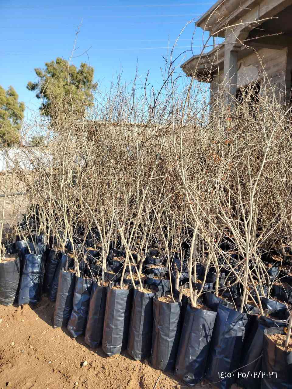 🏡السلام عليكــــــــــــــم

🏡متوفر لدينا اشجار رمان حلبجة ارتفاع متر 

🏡السعـــــــــــــــر 4الاف دينار 

🏡العنوان ناحية النمرود قرية شنــــــــــف 

رقم الهاتف  ***********
