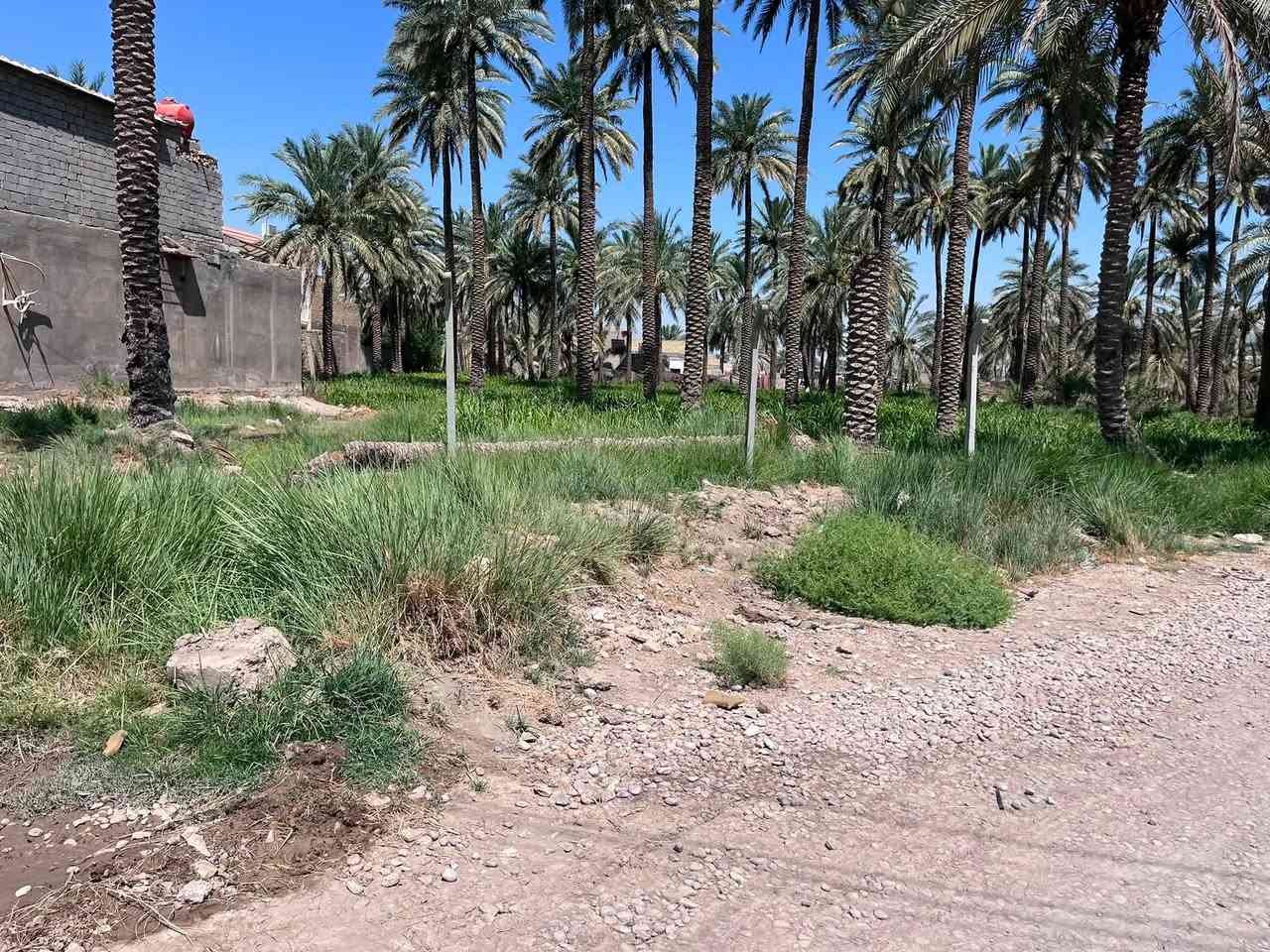 سلام عليكم يوجد ارض البيع يتوفر بيه جميع الخدمات الارض قرب جسر الهاشميه على طريق الحولي الحمزه الغربي الاستفسار ***********
