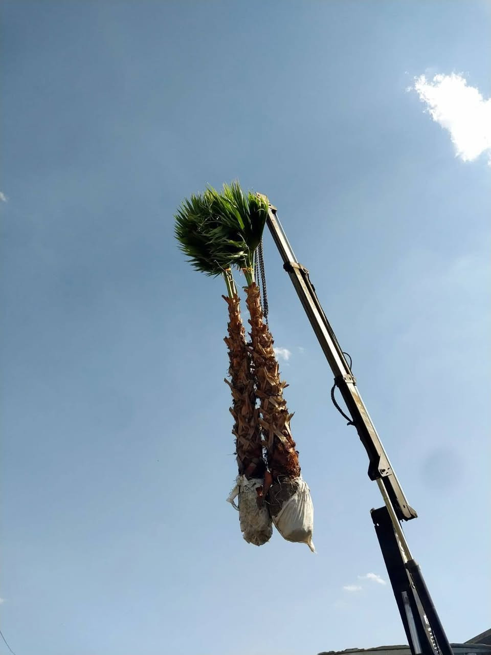 🌴 متوفر الآن نخيل واشنطونيا بأحجام مميزة 🌴
متوفر نخيل واشنطونيا بطول ساق 2 متر و3 متر (الساق فقط)، بجودة عالية ومظهر جميل مناسب للحدائق والمشاريع والمجمعات السكنية. وبأسعار تنافسية 💵 💲 
✅ جاهزون لتجهيز المجمعات السكنية والمشاريع بكميات كبيرة.
📞 للاستفسار والطلب: ***********
