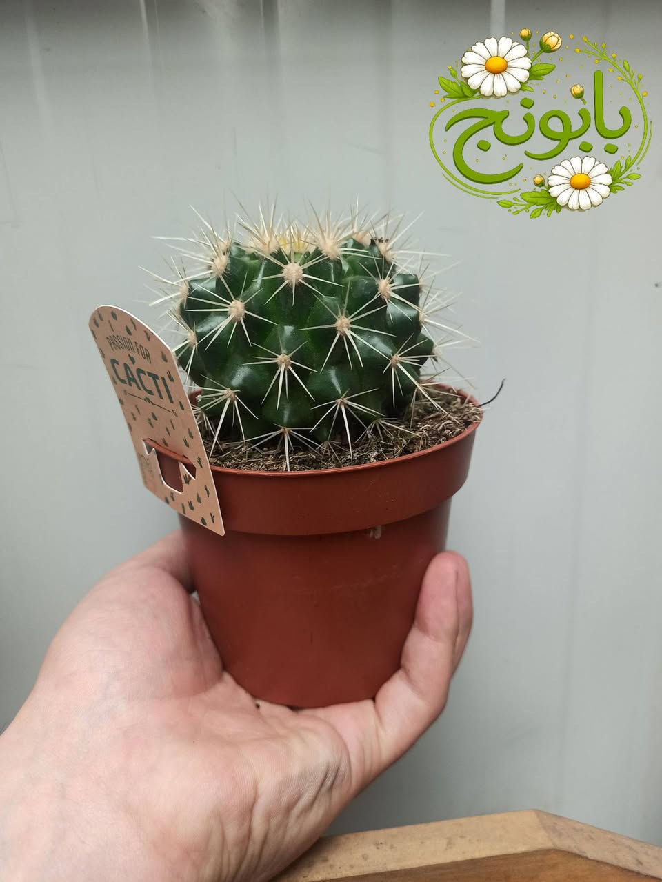 وصول وجبة جديدة من الصباريات الهولندية 🌵
بابونج ستور يوجد لدينا خدمة توصيل لكافة احياء مدينة الموصل والمحافظات 
***********
