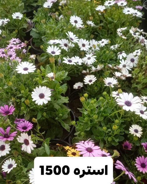 السلام عليكم 
متابعين مشتلنا الا عزاء
متوفر مجموعة كبيرة ومتنوعة من الاشجار والورود في مشتلنا بسعار مناسبه ‏

العنوان.
الديوانية// قضاء الدغارة // الحي العسكري
للحجز والاستفسار الاتصال على الرقم التالي
*********** انور الشباني
*********** إيهاب الشباني
