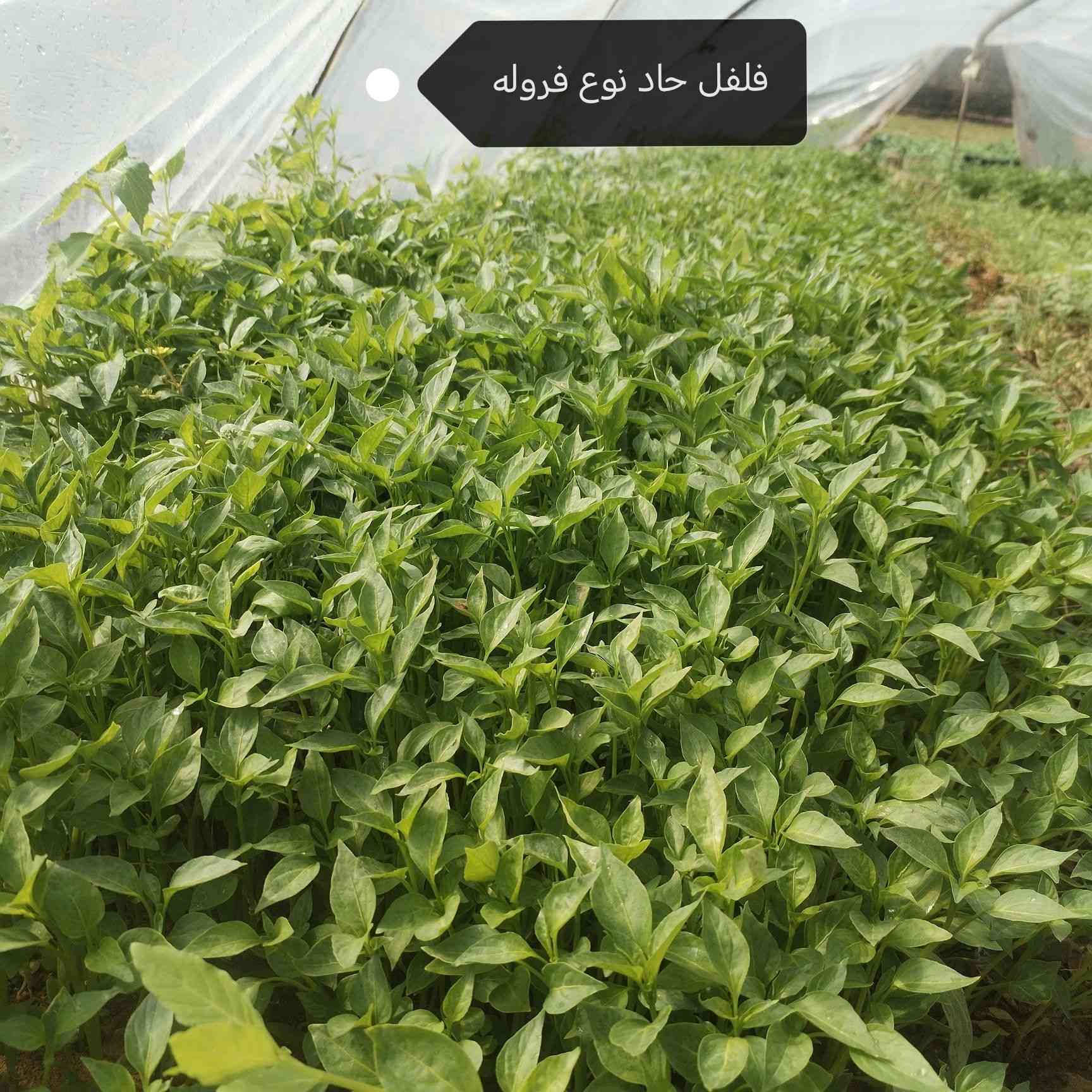 السلام عليكم
يوجد شتل 
فلفل حاد نوع فروله
فلفل مدعبل نوع اميرال
فلفل بورصه اصابع
شتل باذنجان نوع رافدين
***********
