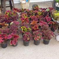 ورد • بعقوبة • مرطبات الامير